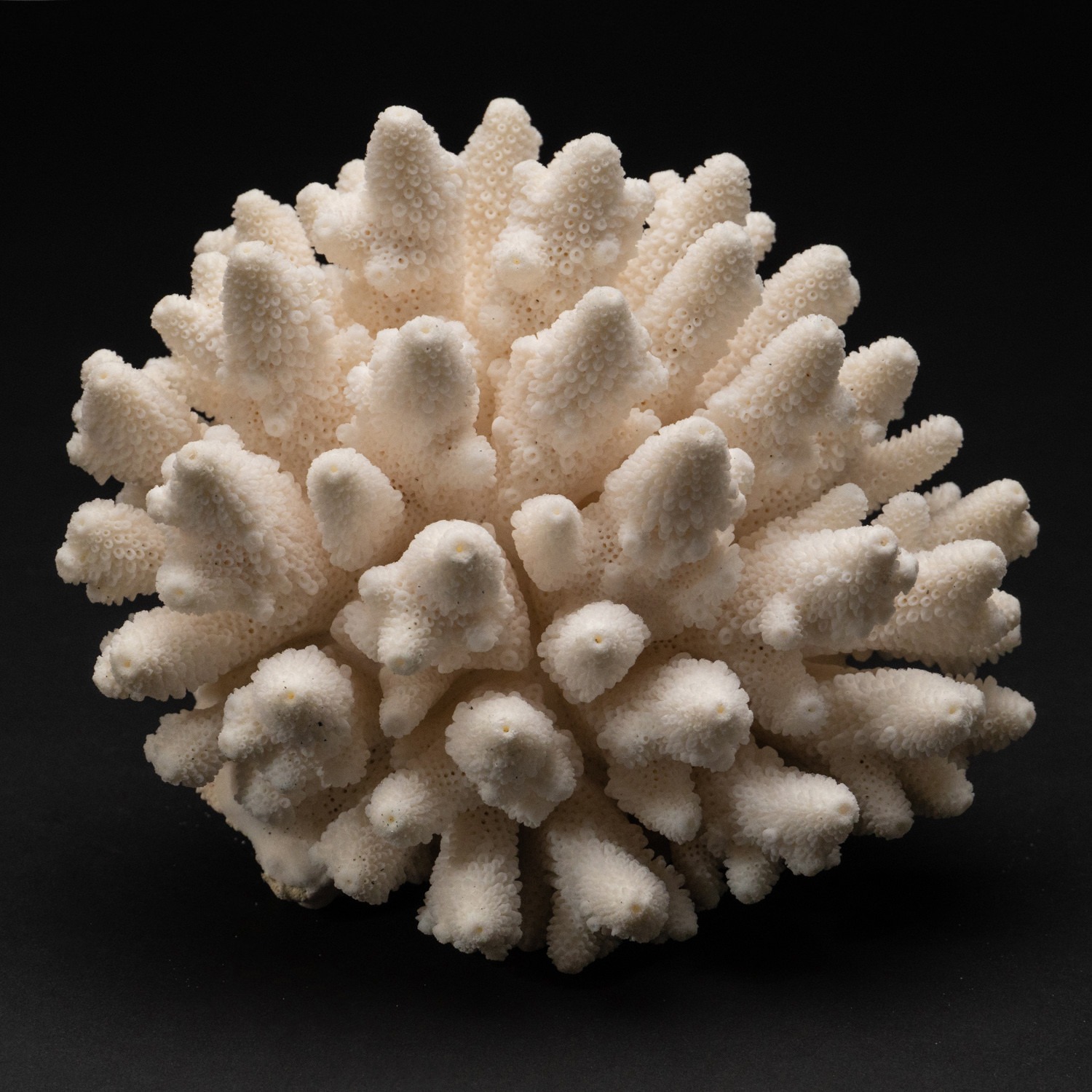 White Coral